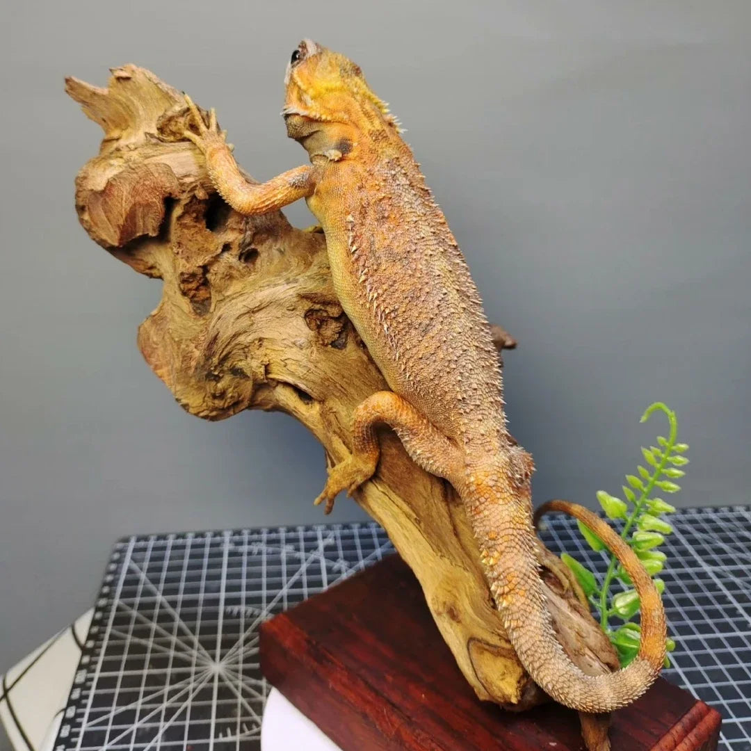Posed Taxidermy Bearded Dragon