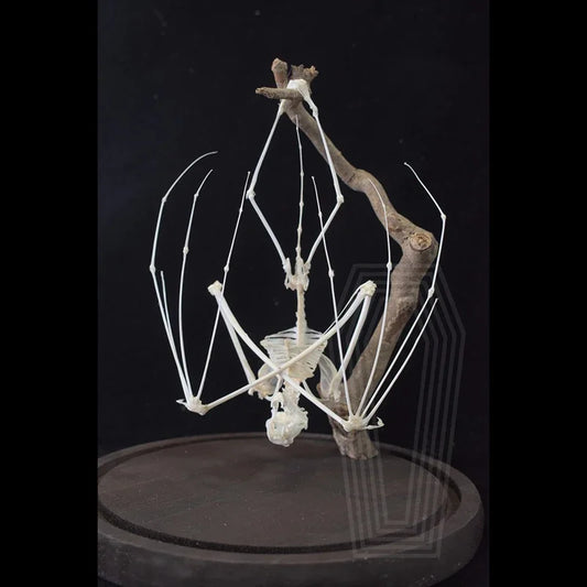 Posed Bat Skeleton in Glass Dome
