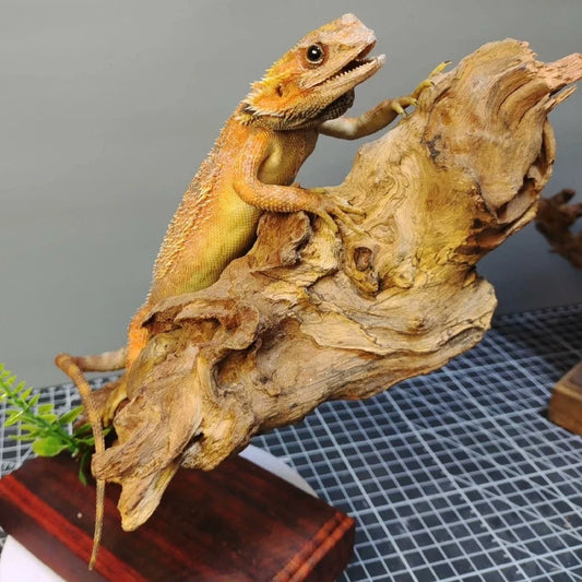 Posed Taxidermy Bearded Dragon
