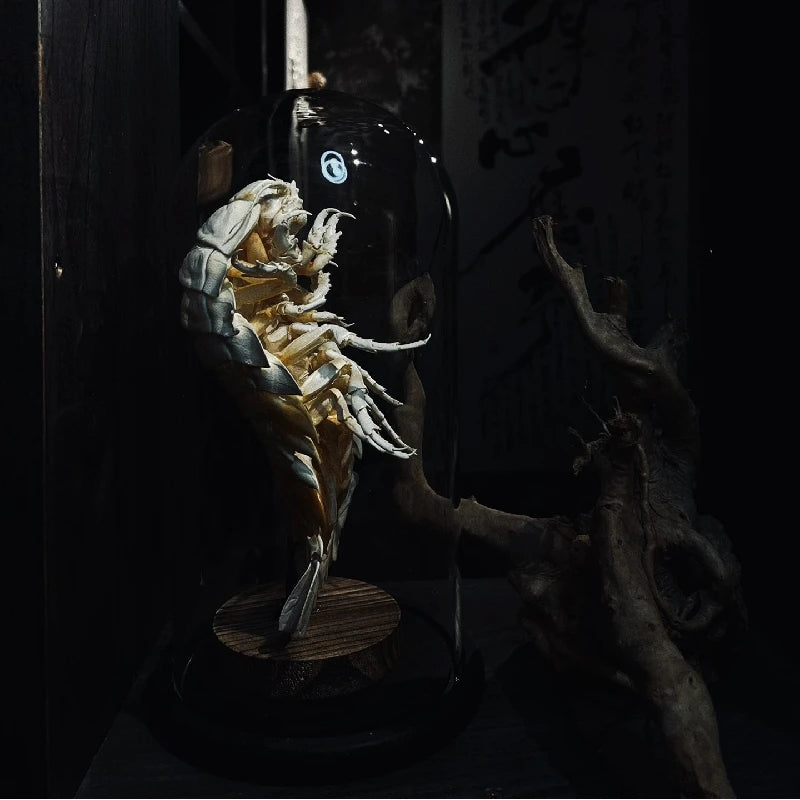 Posed Rare Giant Isopod in Glass Dome