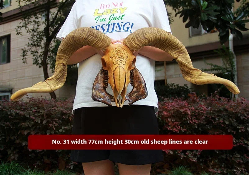 Sheep Skull With XL Horns