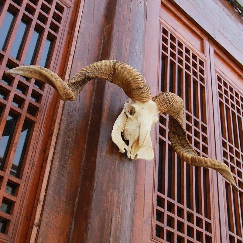 Sheep Skull With XL Horns