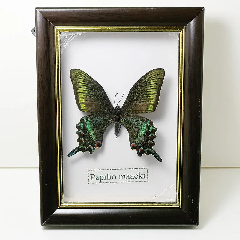 Framed Butterfly Specimens