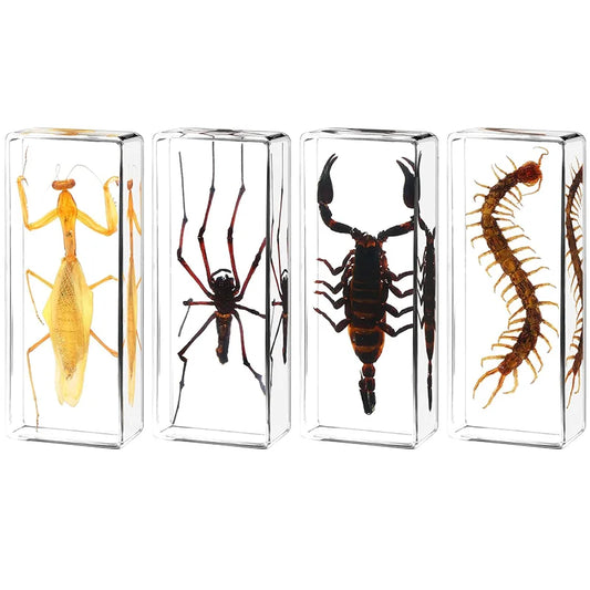 Large Insect Specimen - Cast in Resin