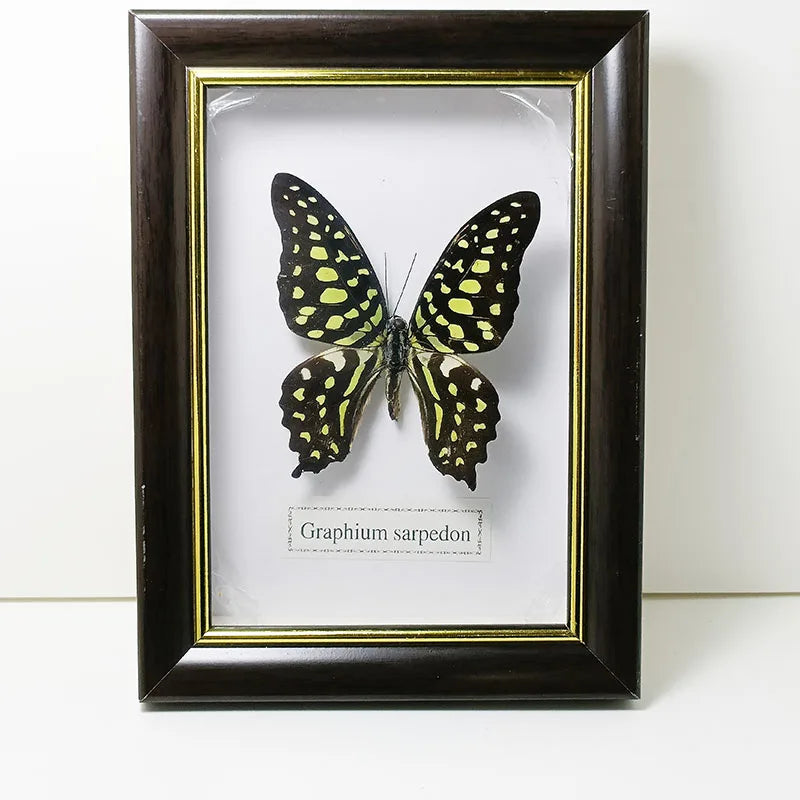 Framed Butterfly Specimens