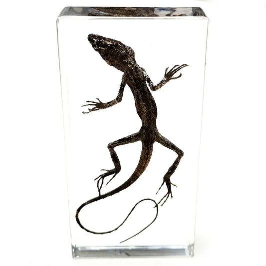 Lizard Specimen - Cast in resin