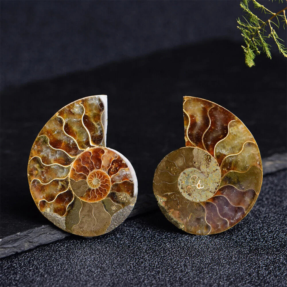 Ammonite Slice Specimens