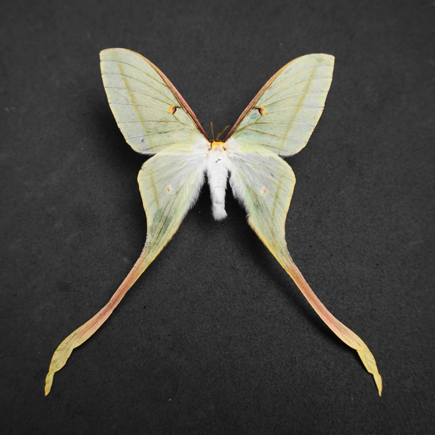 Rare Luna Moth Specimens