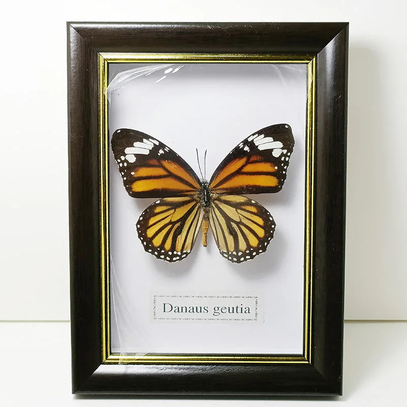 Framed Butterfly Specimens