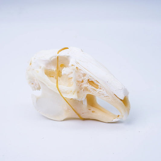 Rabbit Skull
