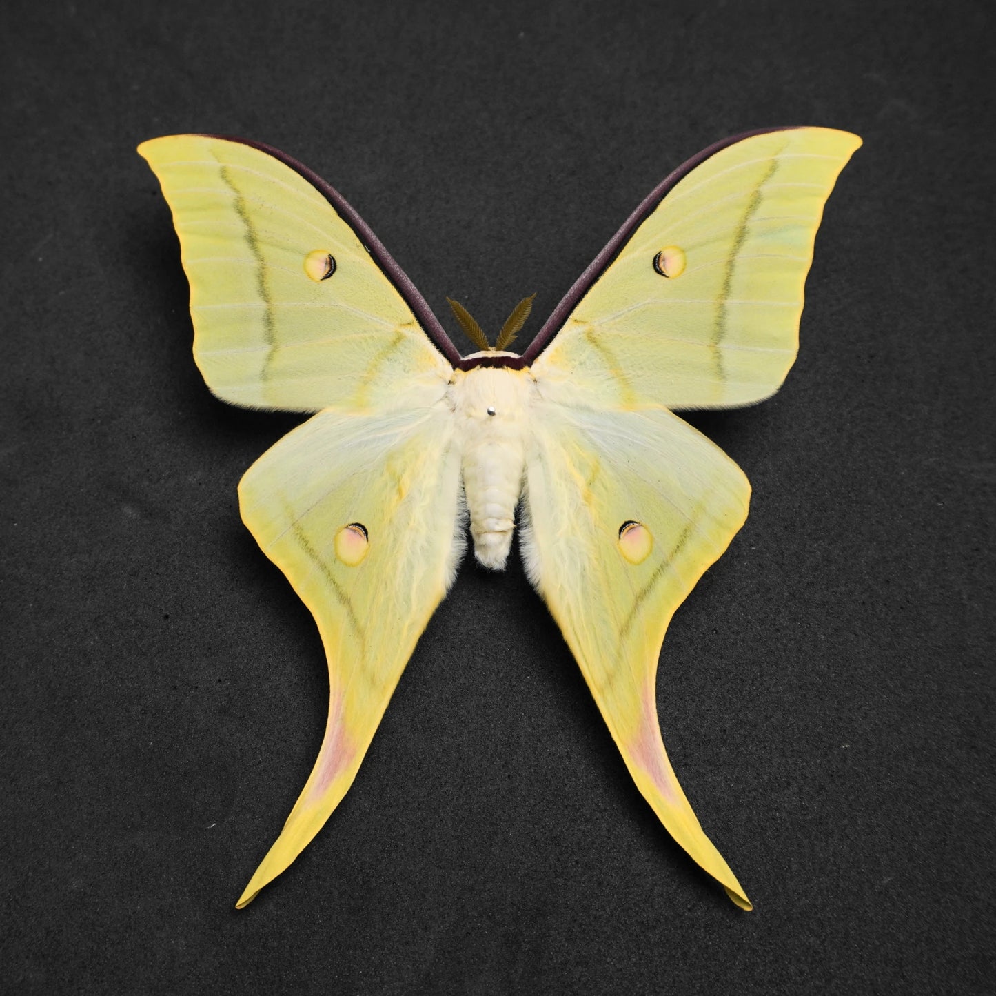 Rare Luna Moth Specimens