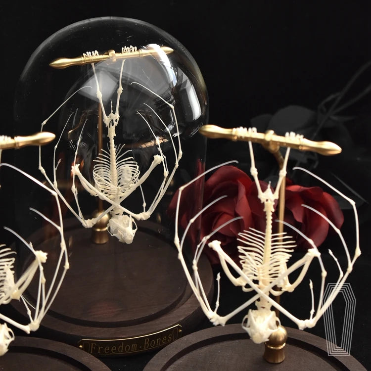 Posed Bat Skeleton in Glass Dome