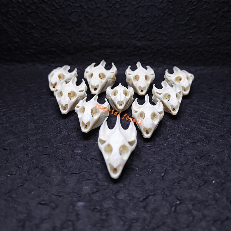 Turtle skull