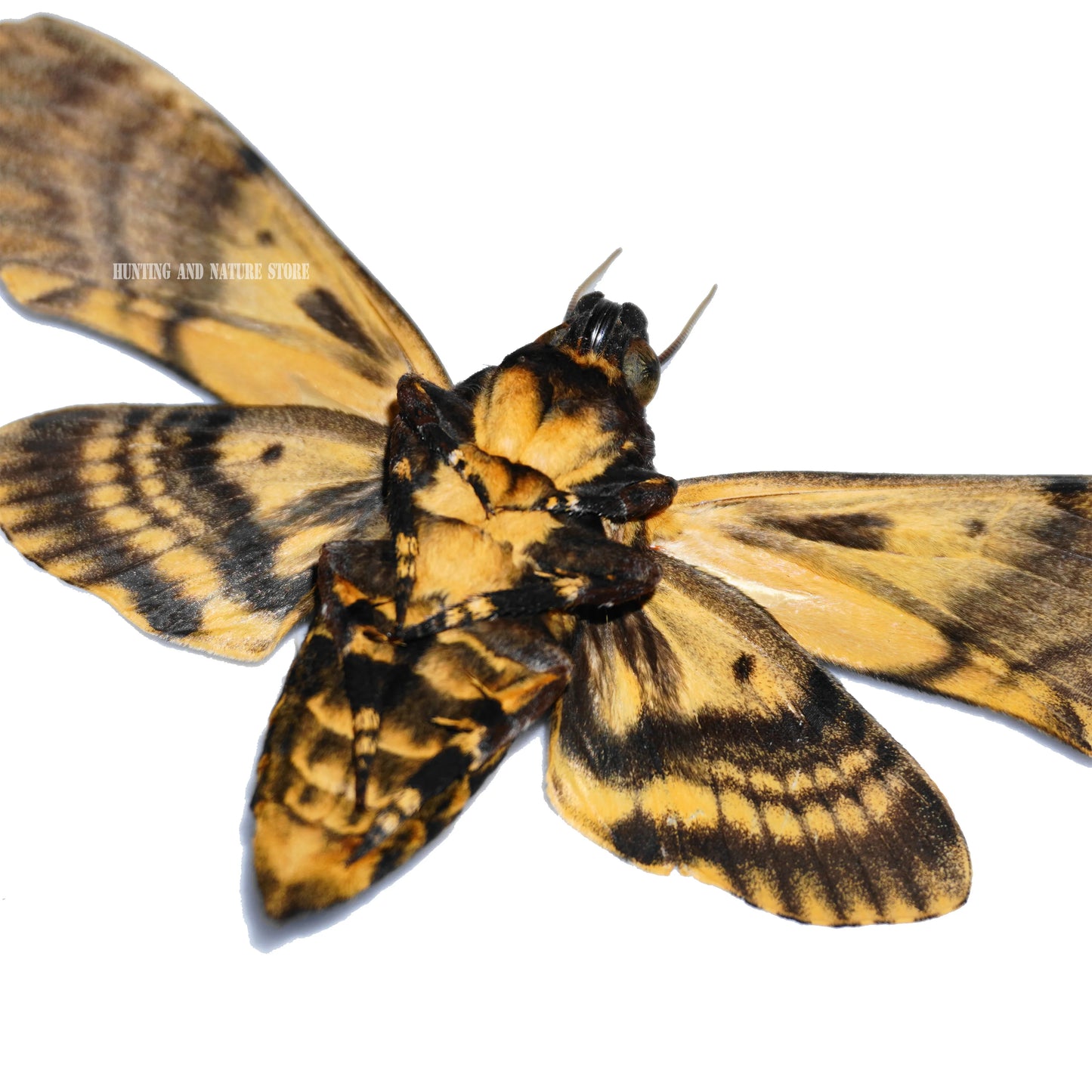 Rare Death’s Head Hawk Moth Specimen