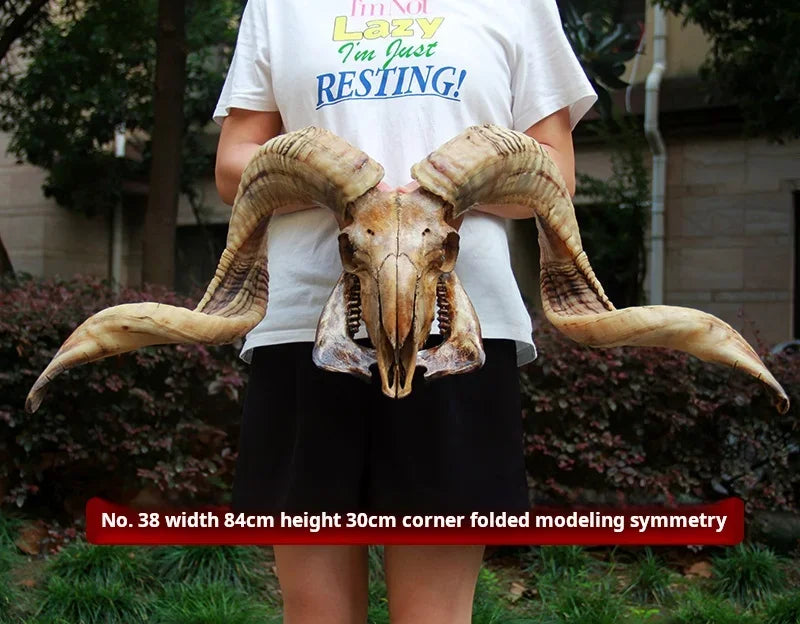 Sheep Skull With XL Horns