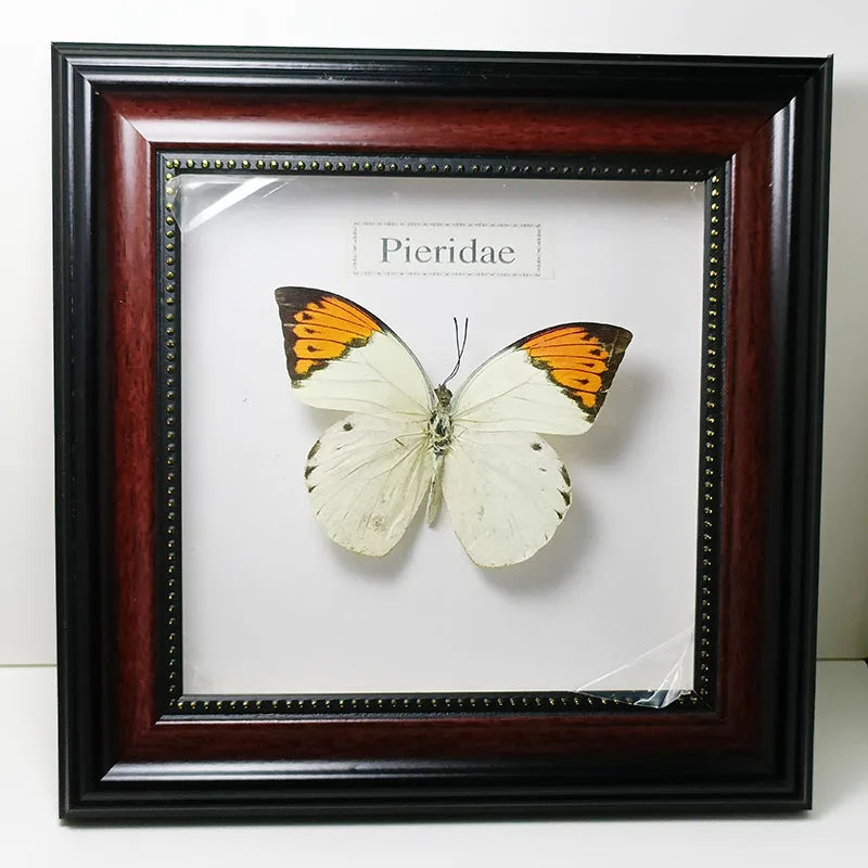 Framed Butterfly Specimens