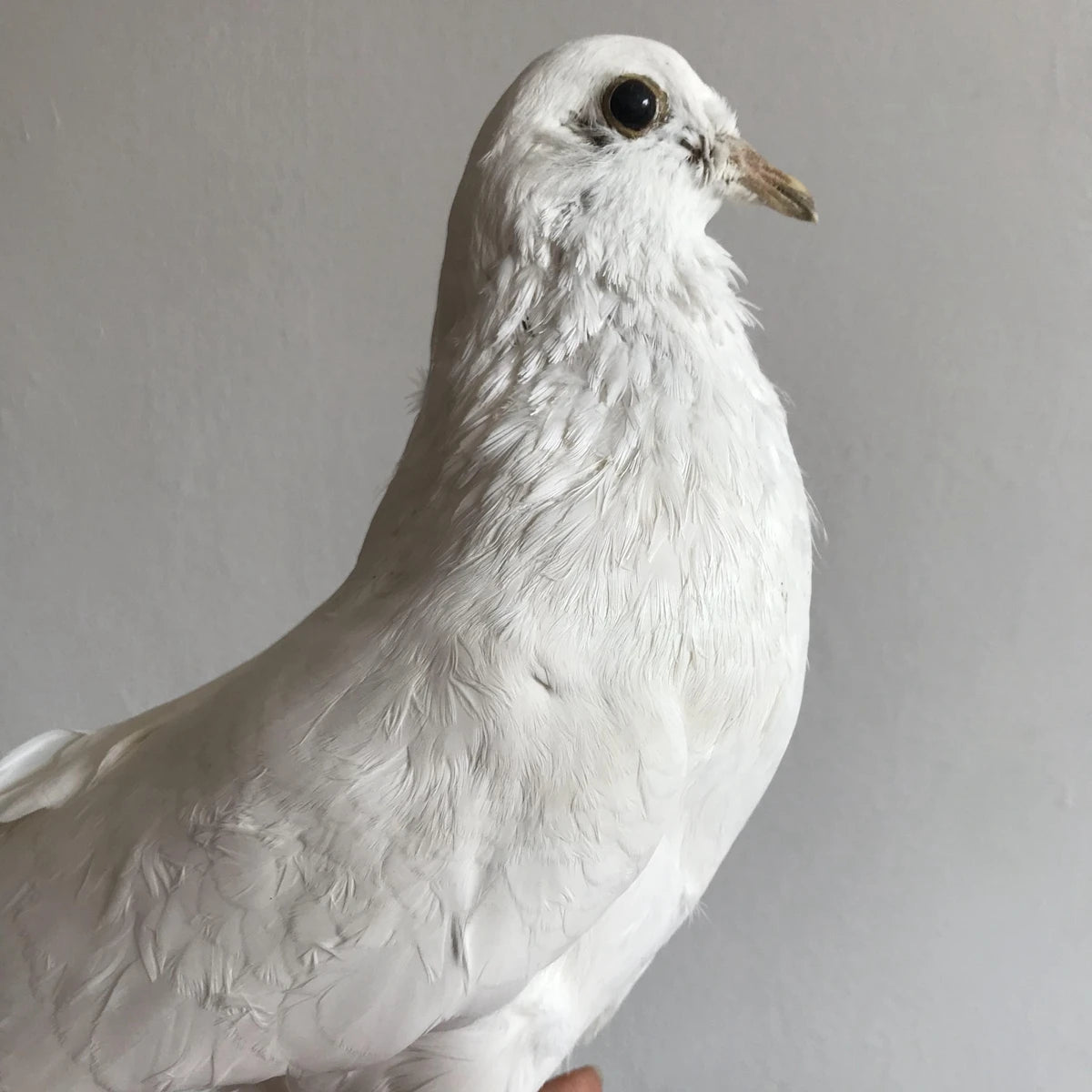 Taxidermy White Pigeon