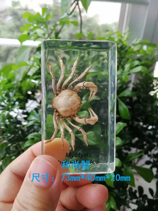 Medium Insect and Crustacean Specimens - Cast in Resin