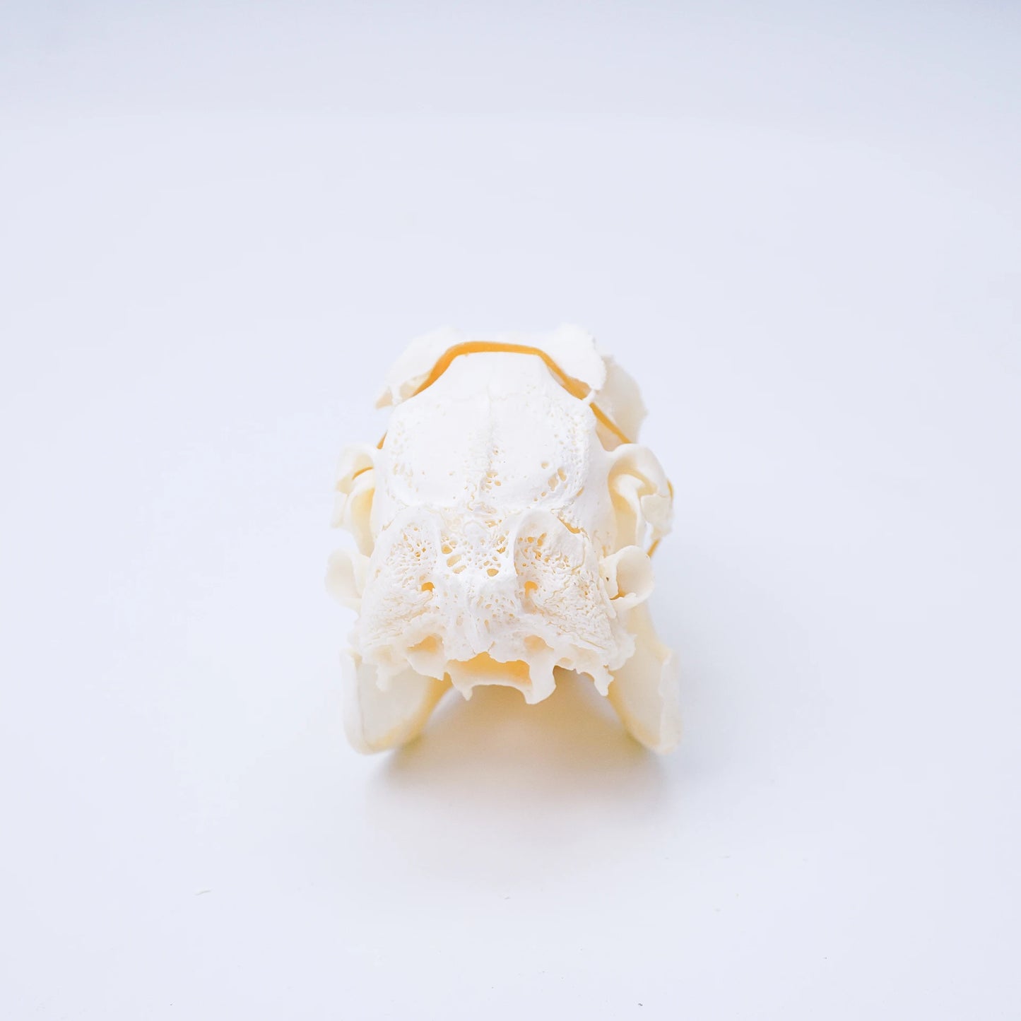 Rabbit Skull