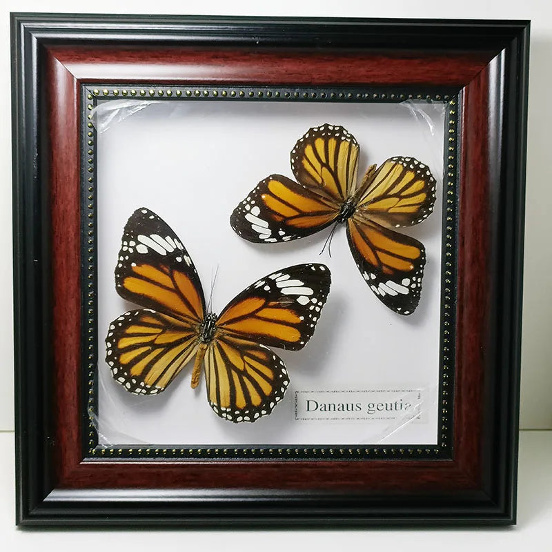 Framed Butterfly Specimens