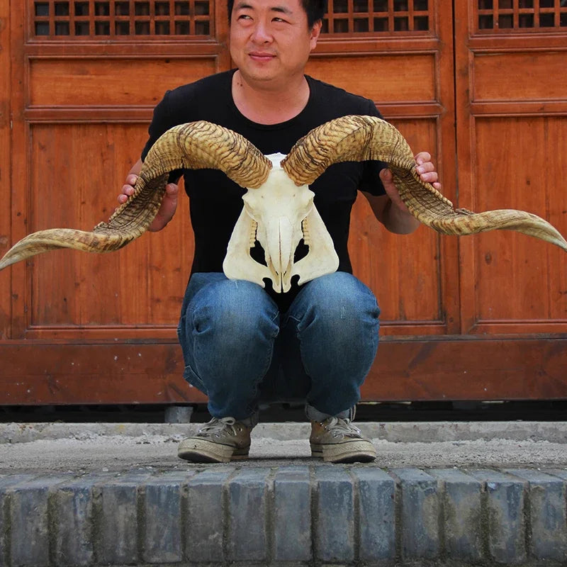 Sheep Skull With XL Horns