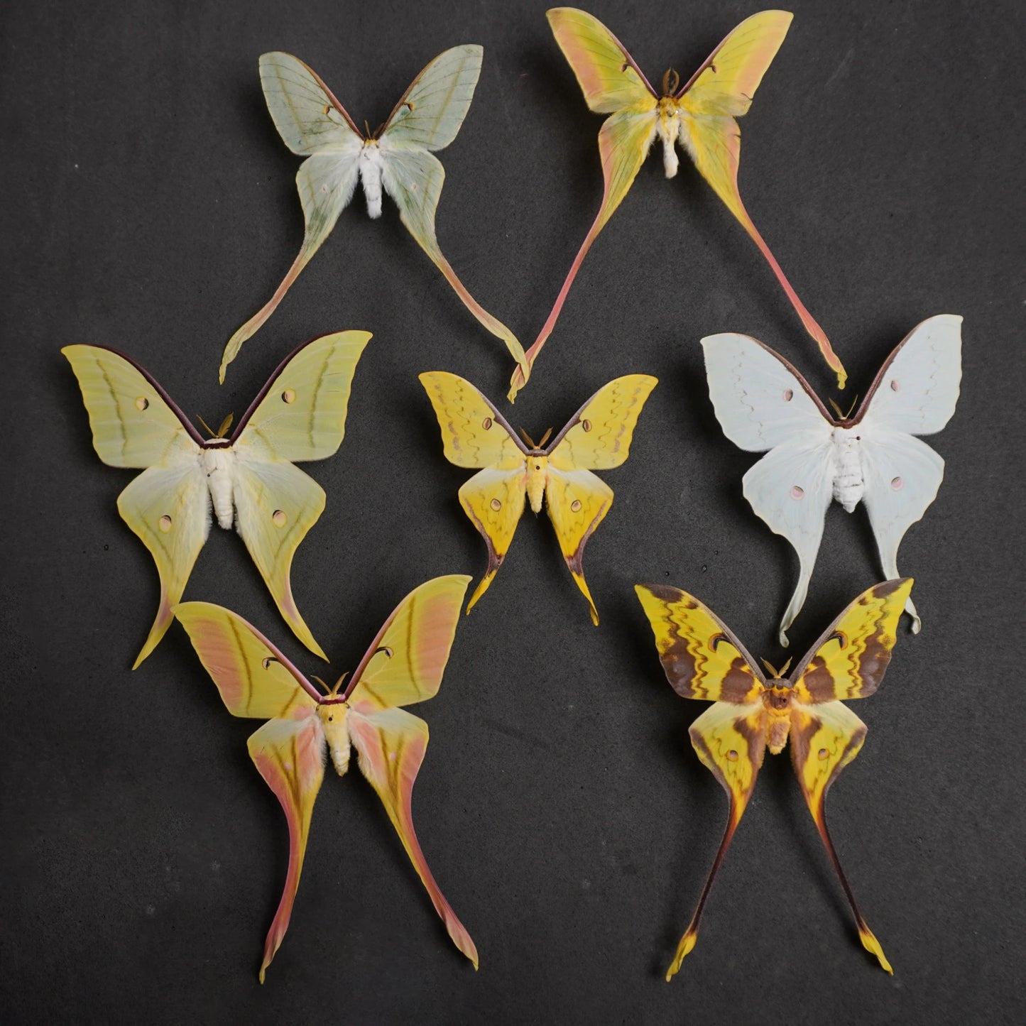 Rare Luna Moth Specimens