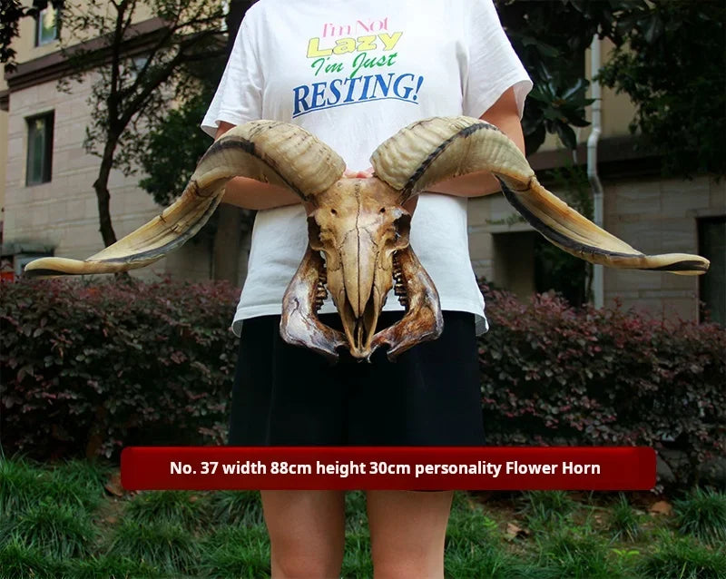 Sheep Skull With XL Horns