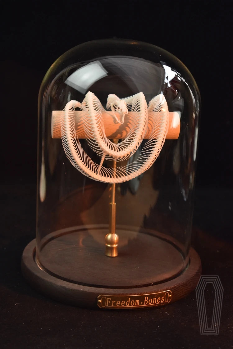 Posed Snake Skeleton in Glass Dome