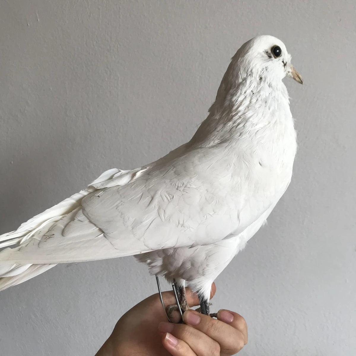 Taxidermy White Pigeon
