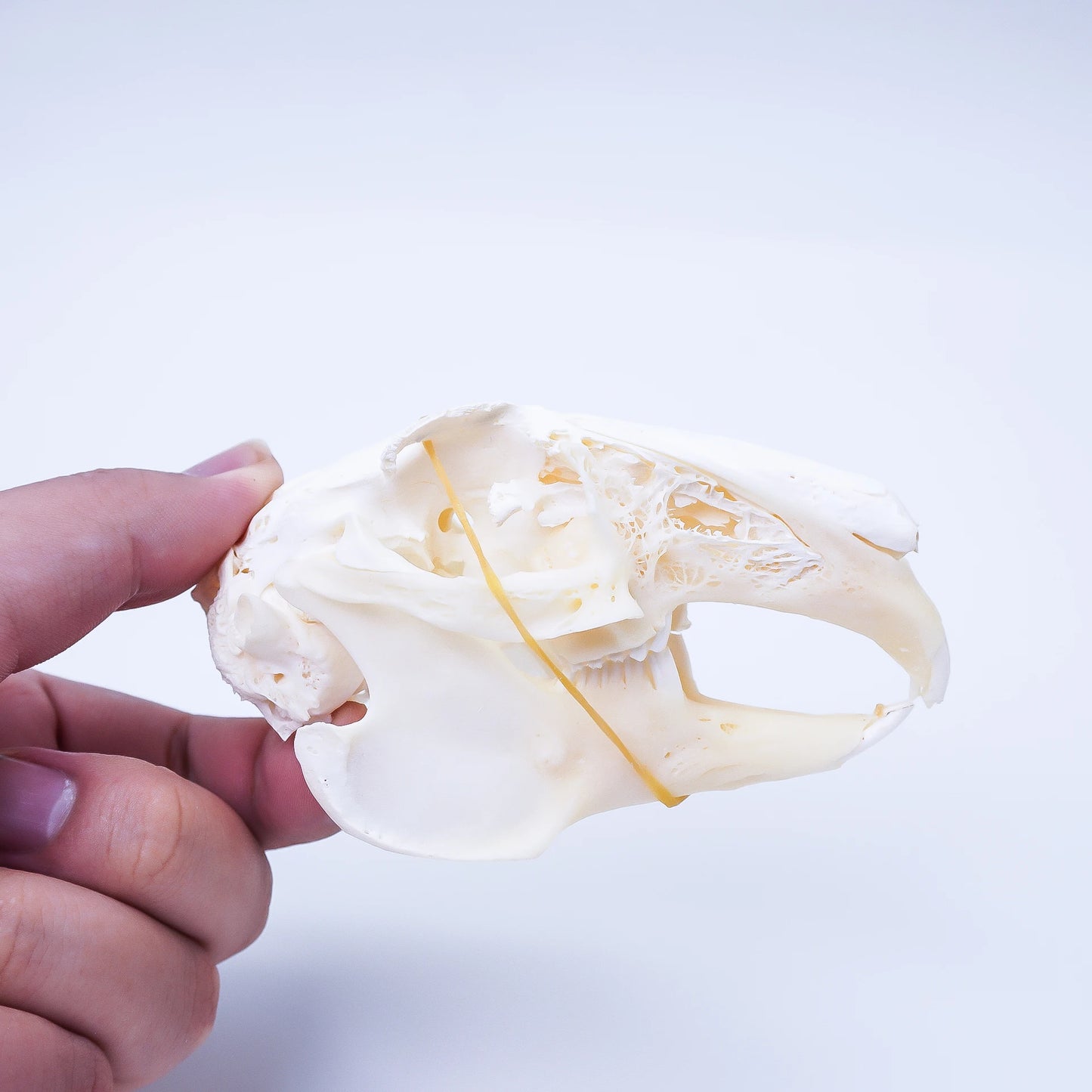 Rabbit Skull