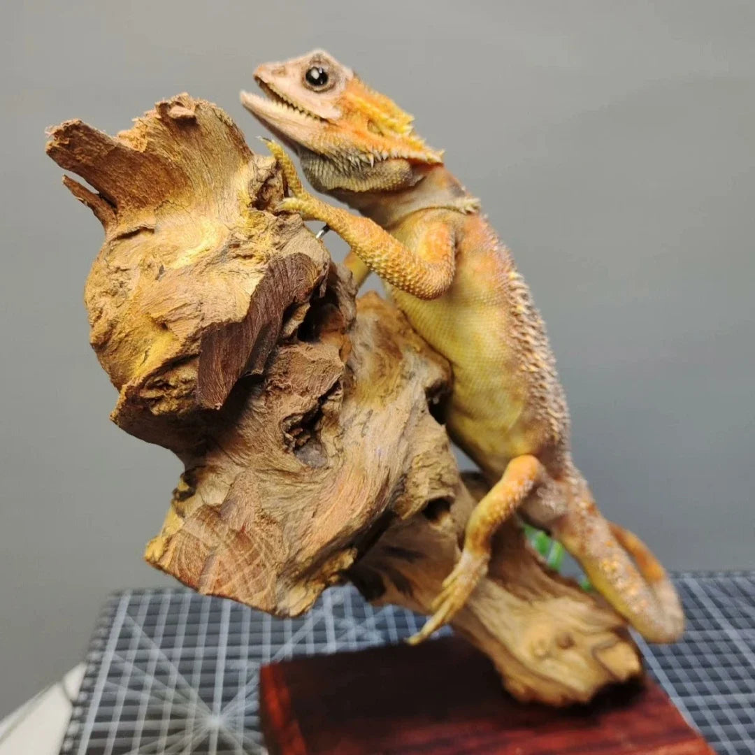Posed Taxidermy Bearded Dragon