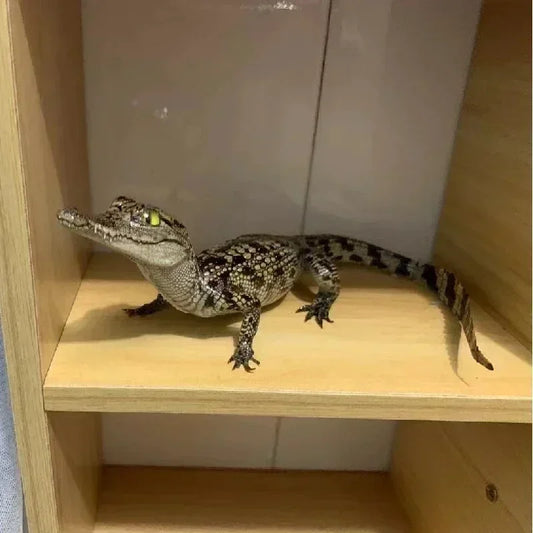 Taxidermy Crocodile