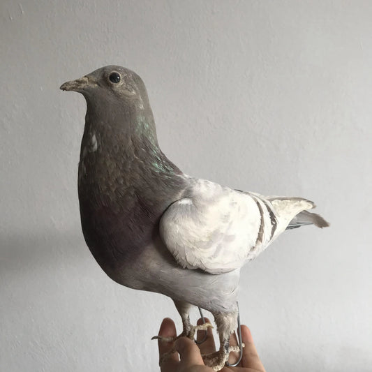 Taxidermy Grey Pigeon