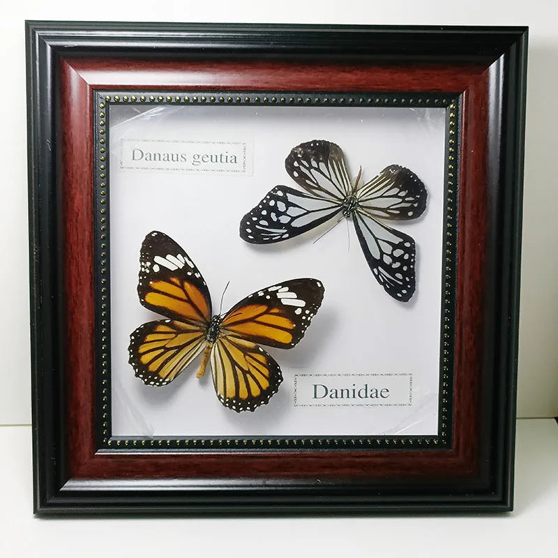 Framed Butterfly Specimens