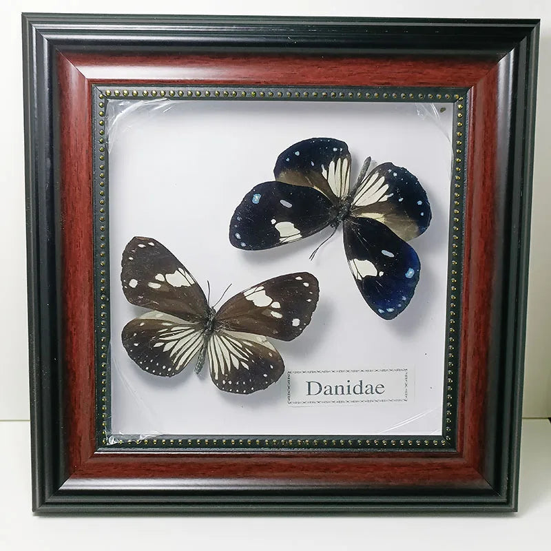Framed Butterfly Specimens