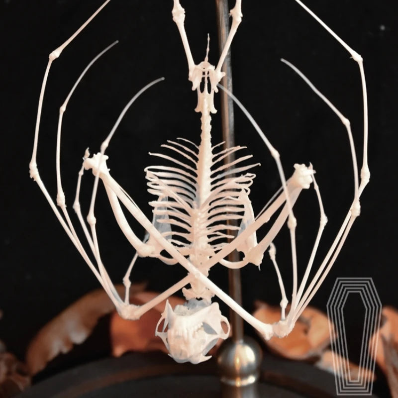 Posed Bat Skeleton in Glass Dome