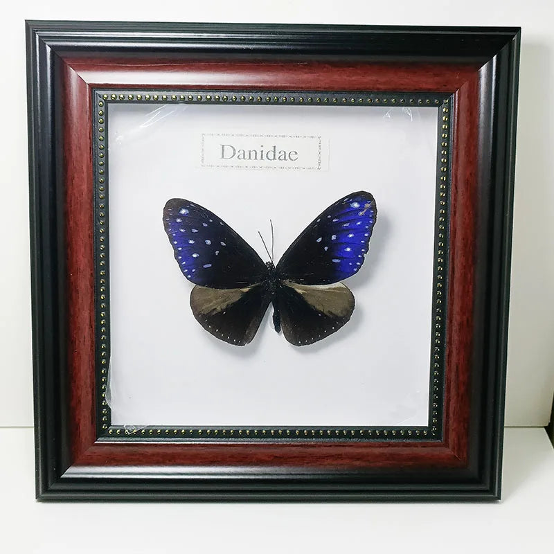Framed Butterfly Specimens