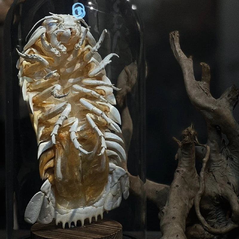 Posed Rare Giant Isopod in Glass Dome
