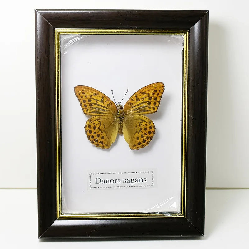Framed Butterfly Specimens