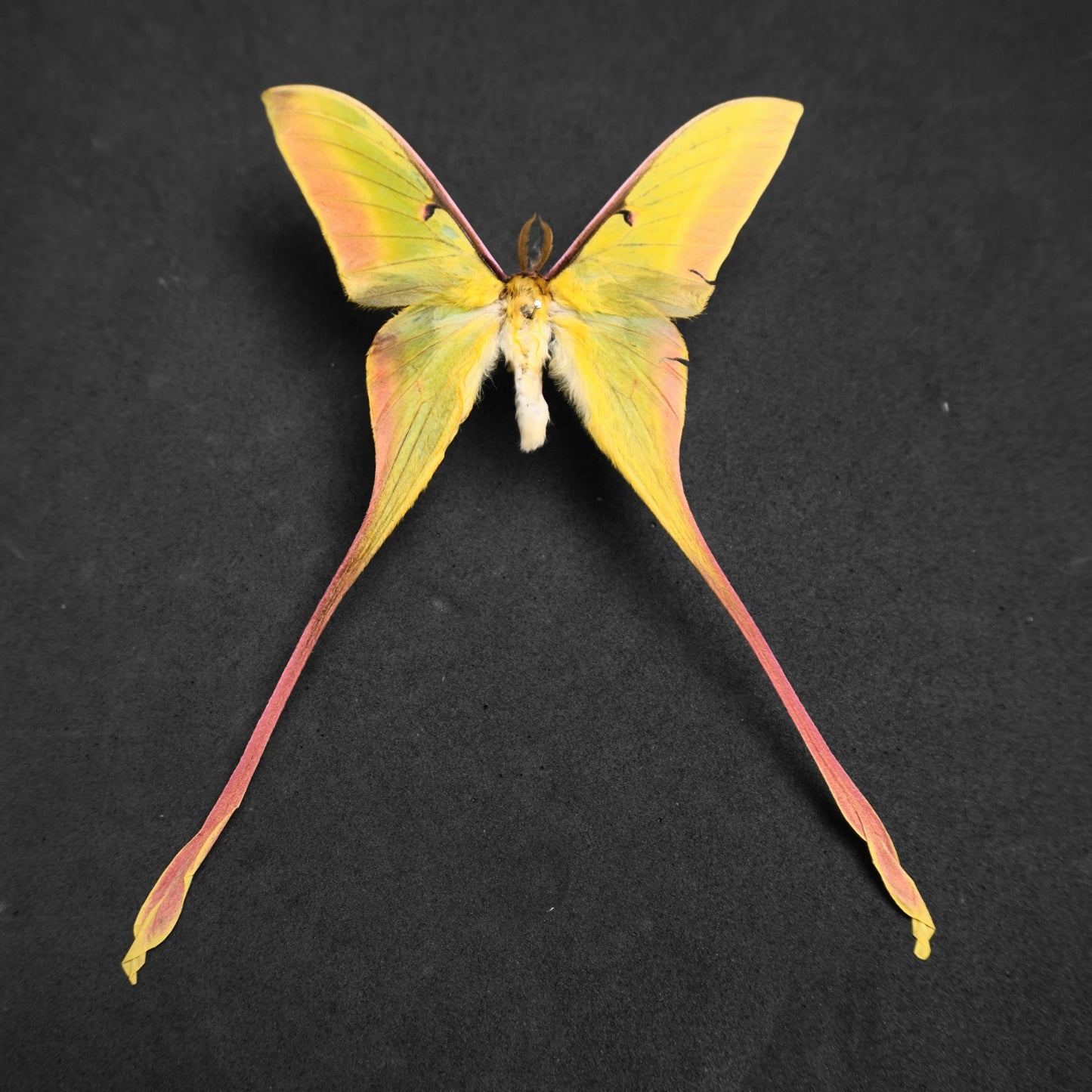 Rare Luna Moth Specimens
