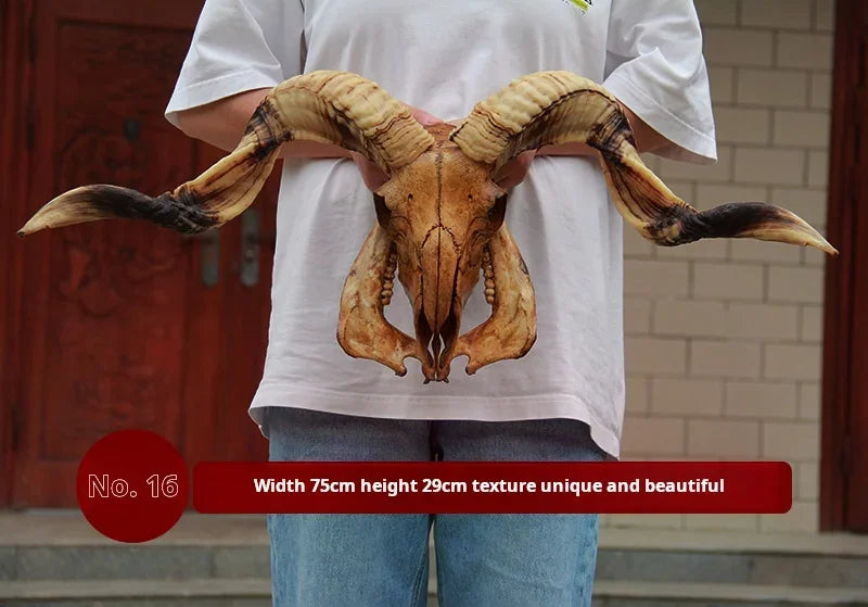 Sheep Skull With XL Horns