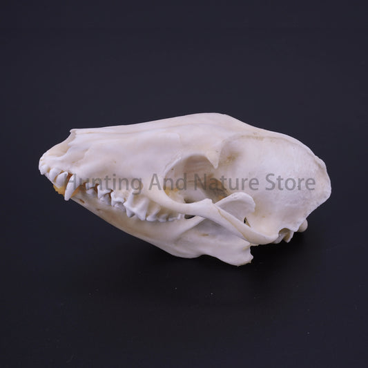 Raccoon Skull