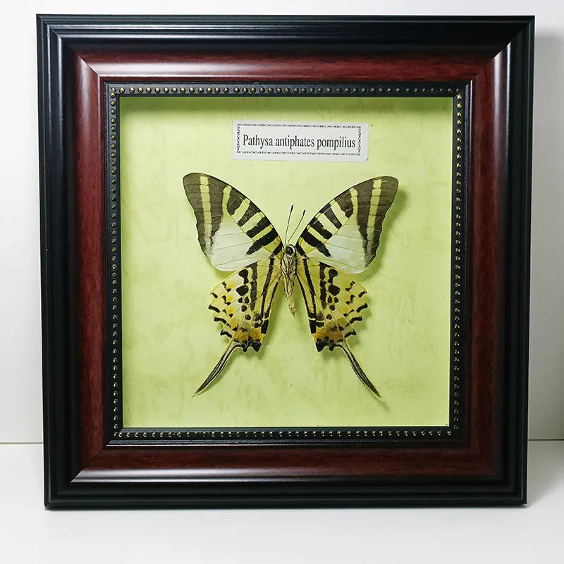 Framed Butterfly Specimens