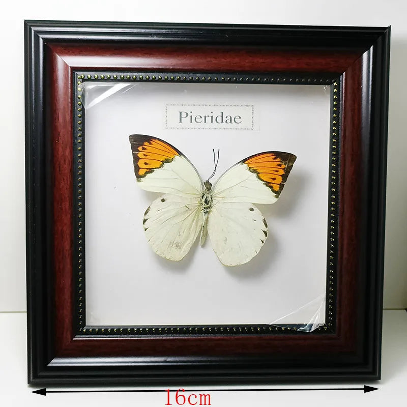 Framed Butterfly Specimens