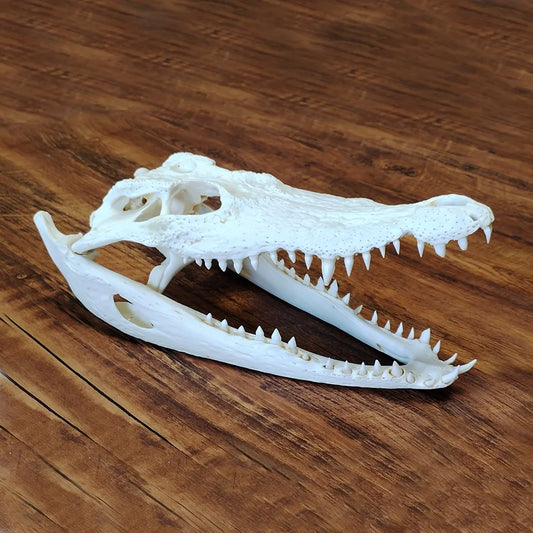 Crocodile Skull - 2 Sizes Available