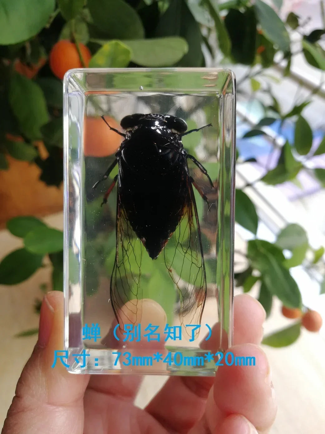 Medium Insect and Crustacean Specimens - Cast in Resin