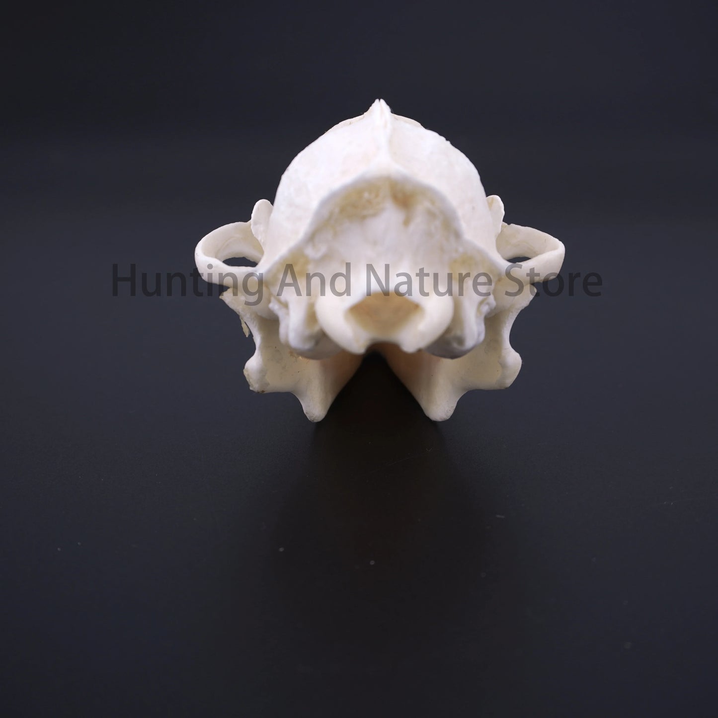 Raccoon Skull