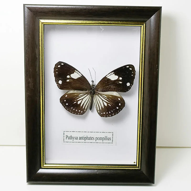 Framed Butterfly Specimens