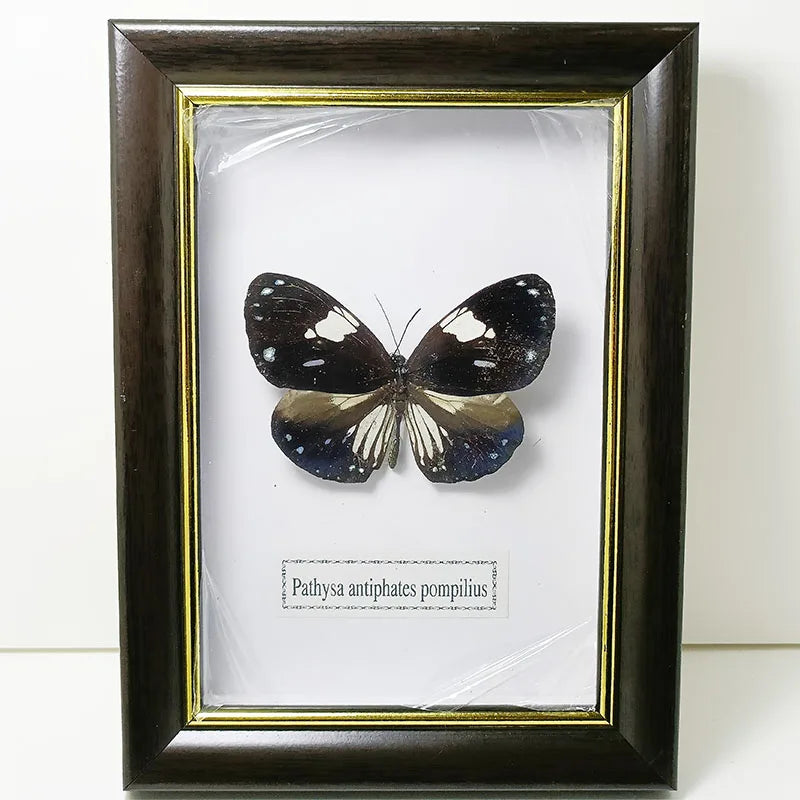 Framed Butterfly Specimens