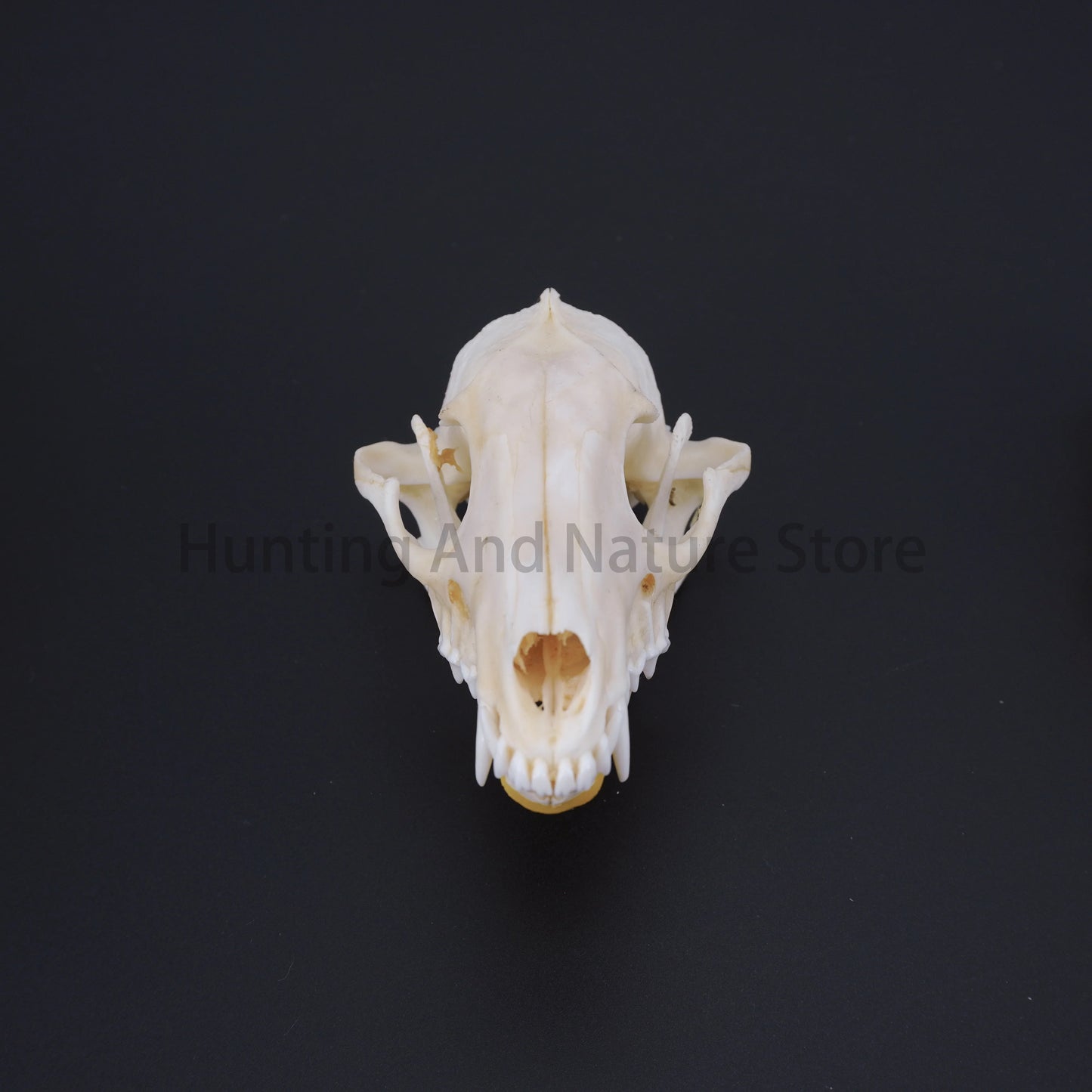 Raccoon Skull